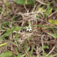 Sisyrinchium micranthum Cav.